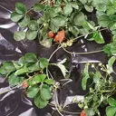 TENAX Film de paillage noir - 2 m x 10 m image 0