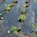 TENAX Film de paillage noir - 2 m x 10 m image 1