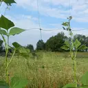 TENAX Flora Filet pour plantes grimpantes vert en polypropylène - 1,5 x 10 m image 1