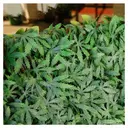 TENAX Divy 3D X-Tens Haie artificielle d'érable du Japon vert - 1 x 2 m image 2