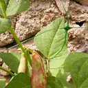 TENAX Flora Filet pour plantes grimpantes vert en polypropylène - 1,5 x 10 m image 2