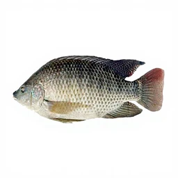 Asian Choice Asiatischer Tilapia 500/800g