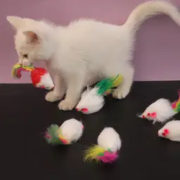 Meowmagic Lot de 10 jouets souris à plumes pour chat