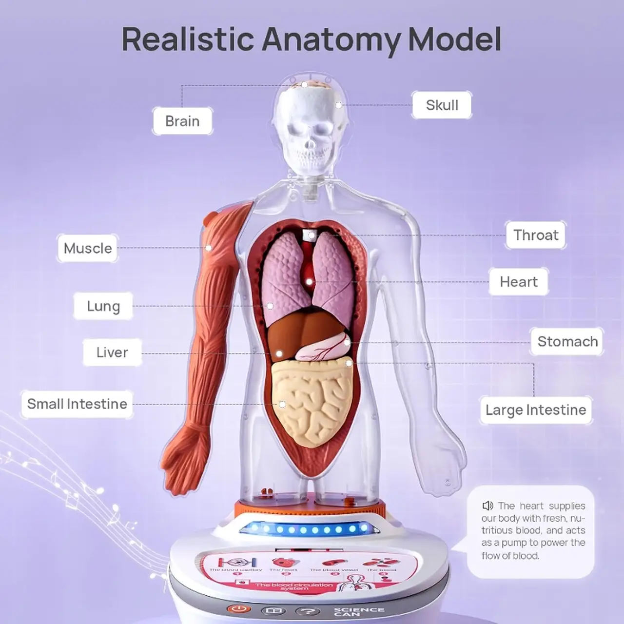 Science Can Talking Human Anatomy Model STEM Toy
