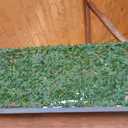 TENAX Divy Laurus Pro Haie synthétique vert - 100 x 2 000 cm image 4