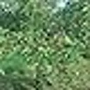 TENAX Filet anti-oiseaux vert - 4 x 10 m image 1