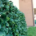 TENAX Divy 3D X‑Tens Haie artificielle d'osmanthus verte - 1 x 2 m  image 2