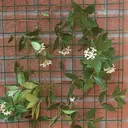 TENAX Corolla Filet pour plantes grimpantes vert à mailles carrées - 0,5 x 5 m image 1