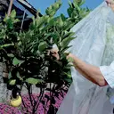 Tenax Ortoclima Plus Voile d’hivernage pour plantes - 2,4 x 10 m image 3