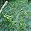 TENAX Filet anti-oiseaux vert - 4 x 10 m image 2