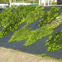 TENAX Cover Toile de paillage noire - 0,52 x 100 m image 0