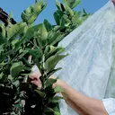 Tenax Ortoclima Plus Voile d’hivernage pour plantes - 2,4 x 10 m image 2