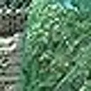 TENAX Ortoflex Filet anti-oiseaux à mailles carrées vert - 4,00 x 10 m image 2