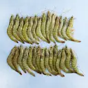 Wonder 20/30 Raw Head-On Shell-On Vannamei IQF Prawn 1kg image 1
