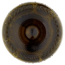 Most Wanted Chardonnay 75cl image 7