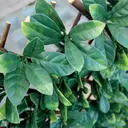 TENAX Divy 3D X‑Tens Haie artificielle d'osmanthus verte - 1 x 2 m  image 1