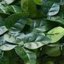 TENAX Divy Laurus Pro Haie synthétique vert - 100 x 2 000 cm image 2