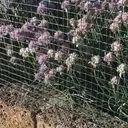 TENAX Plamet Grillage plastique vert - 0,5 x 5 m  image 1