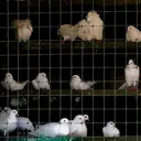 TENAX Cintoflex D Filet en plastique noir à mailles larges pour clôtures - 1,5 x 100 m image 1