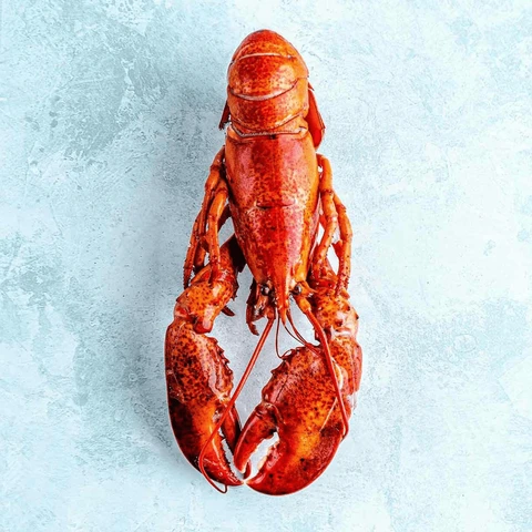 The Fish Society Wild Cooked American Lobster 400g