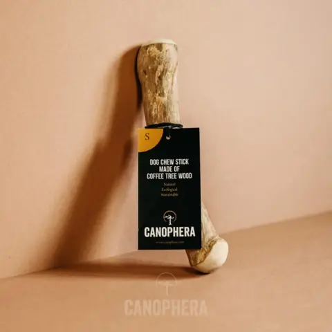 canophera - arbre à café 18-22cm S