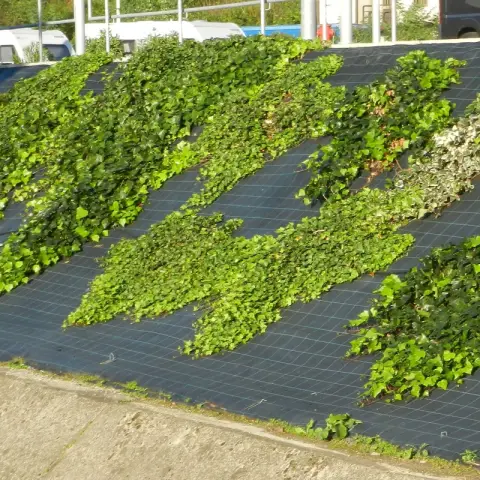 TENAX Cover Pro 0,52 x 100 m noir, toile de couverture pour jardins et potagers